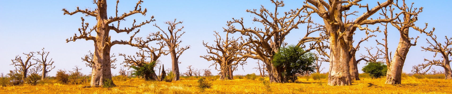 baobabs dans la brousse sénégalaise